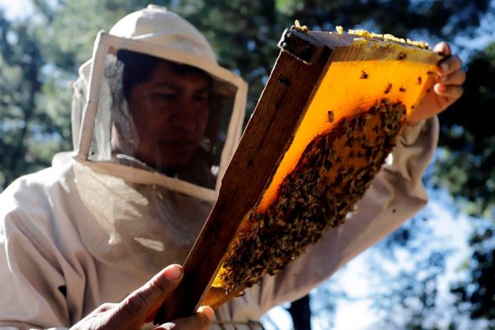 miel_gintv_1280_800 La economía de la miel.